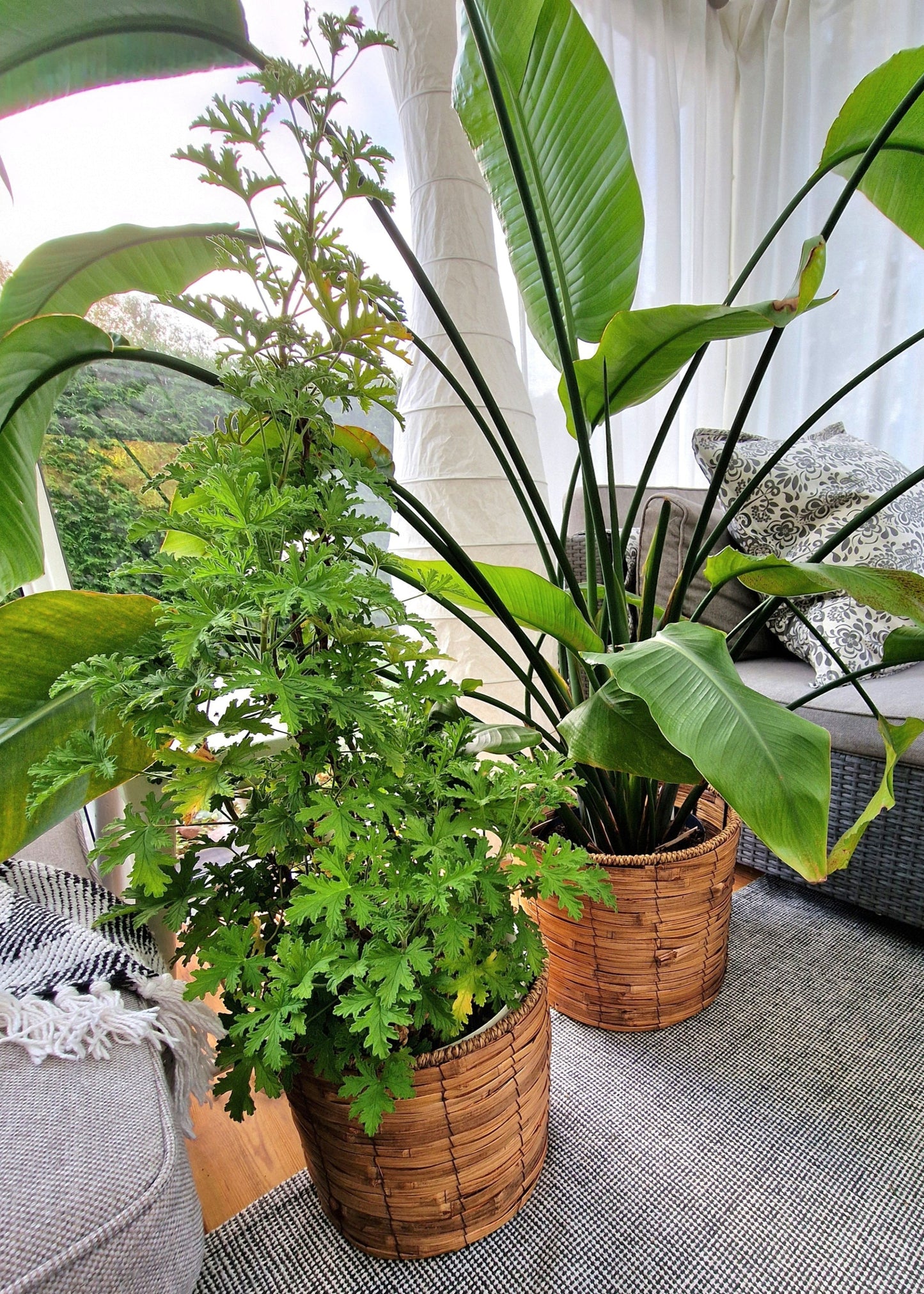 Korg set 'Tropical' i 3 delar från Home ESPRIT