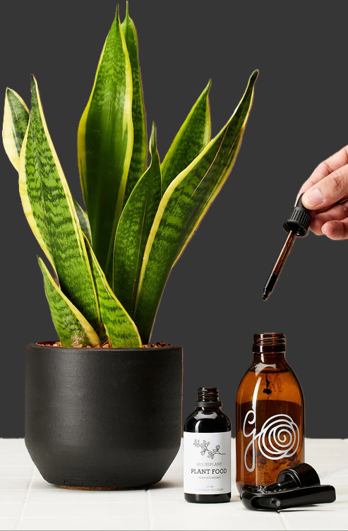 Växtvård - PLANT FOOD - Växtnäring 100% Havsalg-extrakt | Generosa