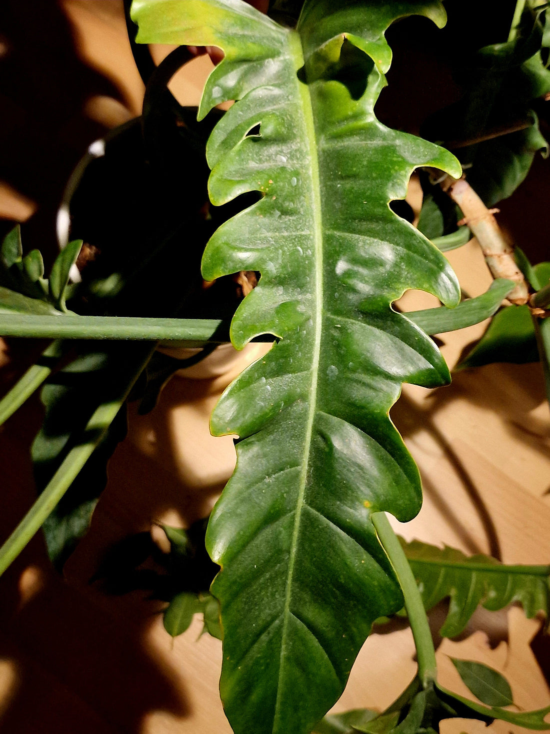 Misslyckas du ständigt med dina växter?