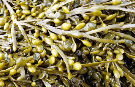 Växtnäring från naturen, Ascophyllum nodosum.  Alger som ger friska och starka växter.