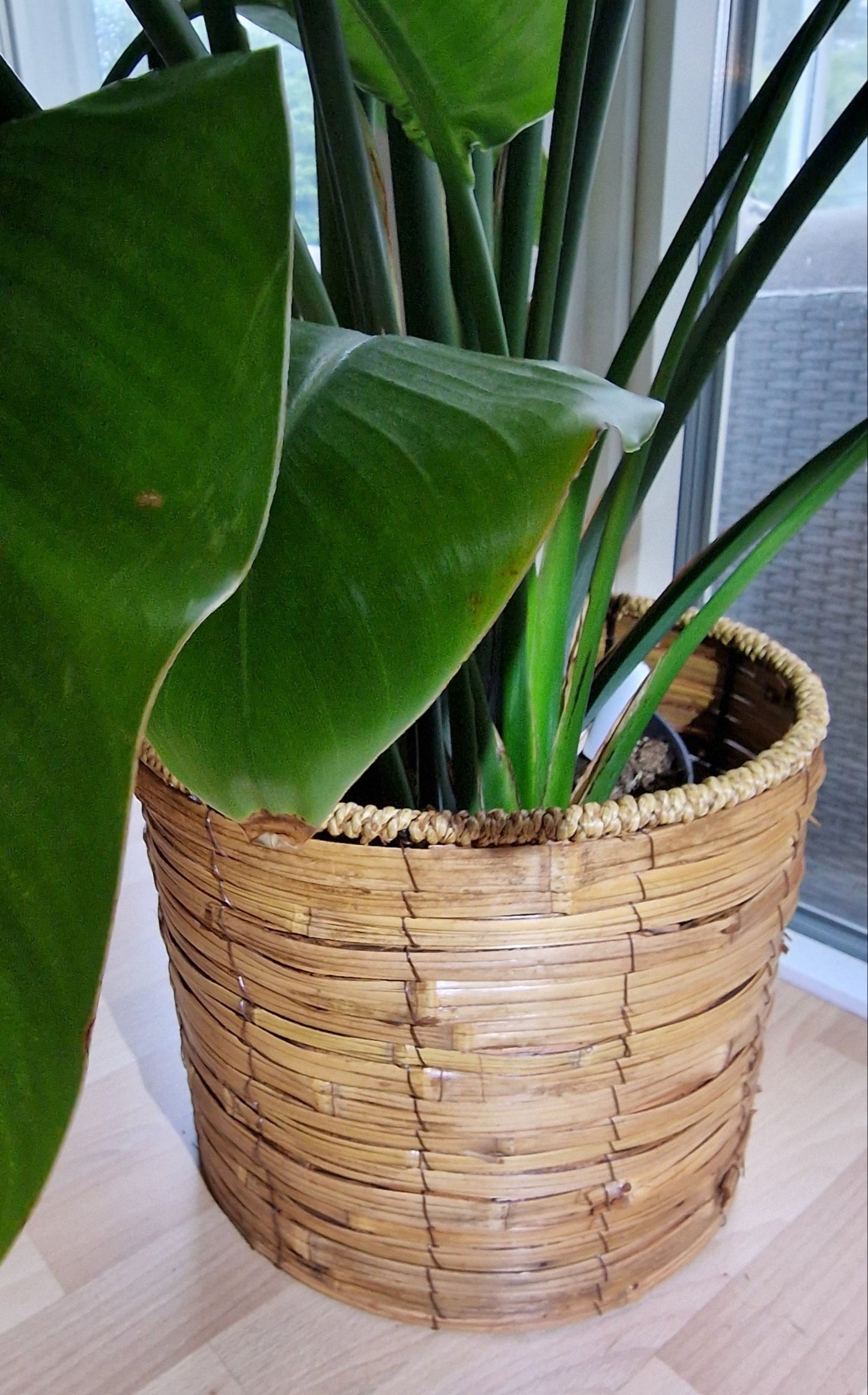 Korg set 'Tropical' i 3 delar från Home ESPRIT