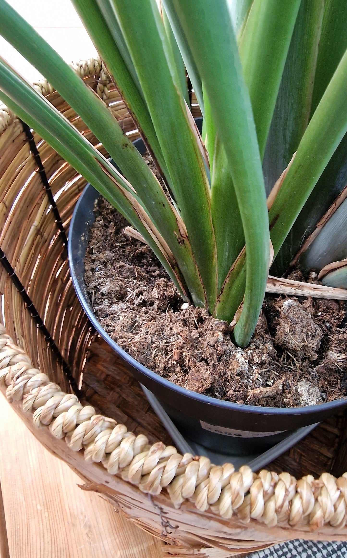 Korg set 'Tropical' i 3 delar från Home ESPRIT