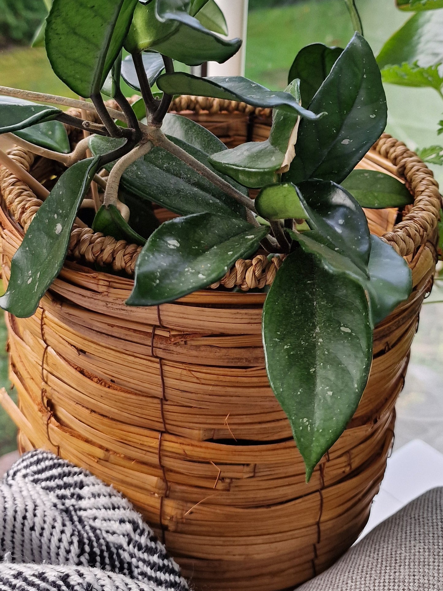 Korg set 'Tropical' i 3 delar från Home ESPRIT